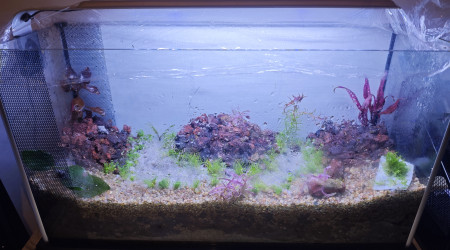 aquarium Aqua low Tech 20