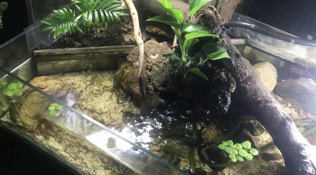 aquarium Aquarium tortue