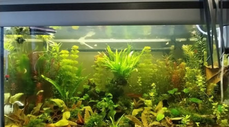 aquarium Le monde de Yoshi