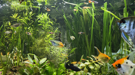 aquarium 450 litres  communautaire