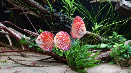 Discus checkerboard red