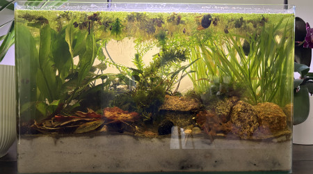 aquarium Low tech