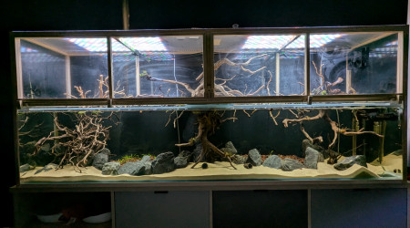 aquarium Channa Pulchra