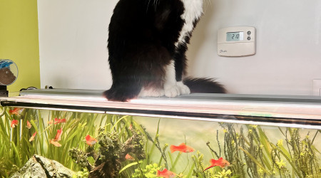 aquarium Mon aquarium