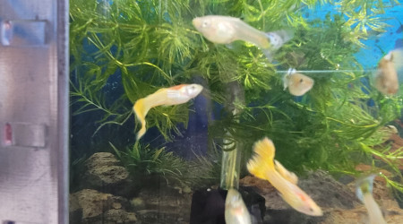 aquarium Guppy yellow lace