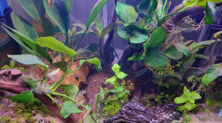 aquarium Nano 30 l