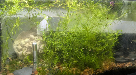 aquarium hopital - cultivation plantes