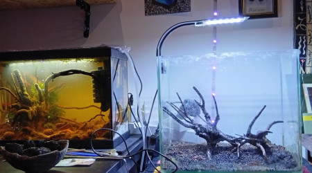 aquarium Coconut Low Tech