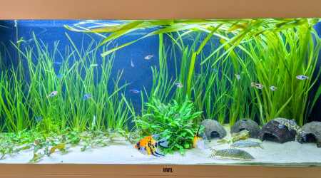 aquarium Rio 240 - TV