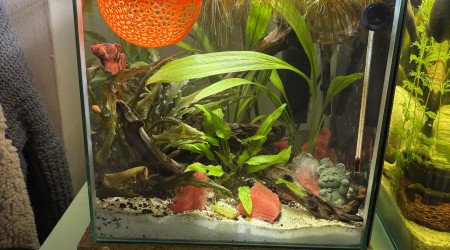 aquarium ZOLUX betta kub 15 Spike