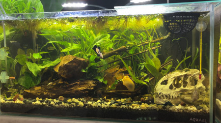 aquarium Tank AQUAEL 60 Poutine