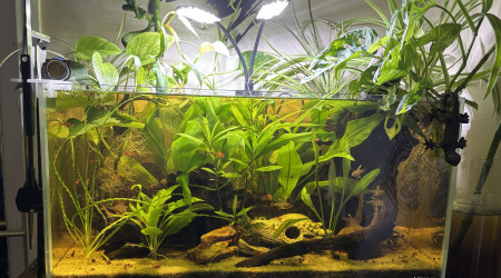 aquarium Tank AQUAEL 60 Onyx