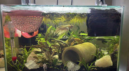 aquarium ZOLUX betta rek 24 Shiro