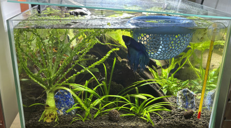 aquarium Zolux betta rek 24 Attila