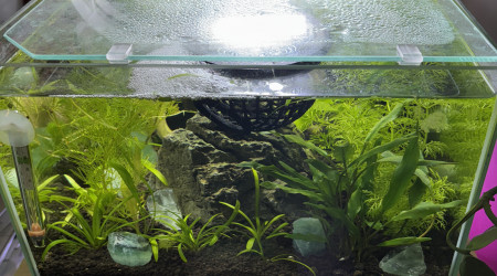aquarium ZOLUX betta rek 24 Sushi