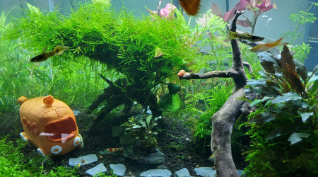 aquarium Aquarium communautaire 60