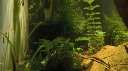 aquarium Caridina red diverse