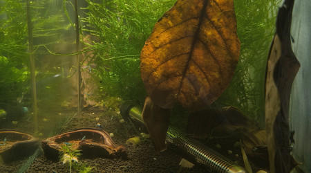 aquarium Caridina blue diverse