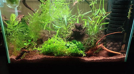 aquarium 20 L