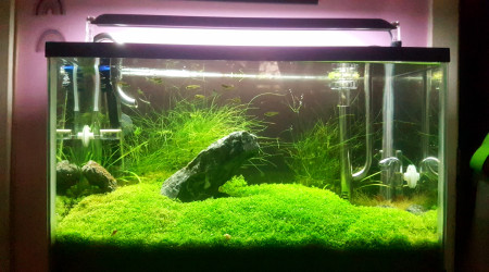 aquarium Furyohin - brocoli paradise