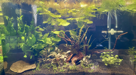 aquarium Betta smaragdina