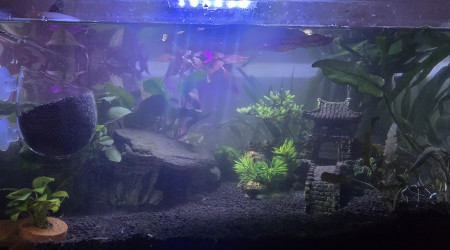 aquarium mon premier aquarium