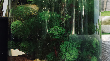 aquarium Mini aquarium