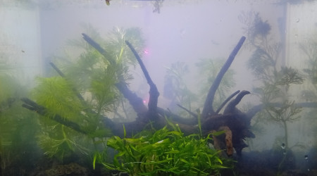 aquarium Coconut Low Tech