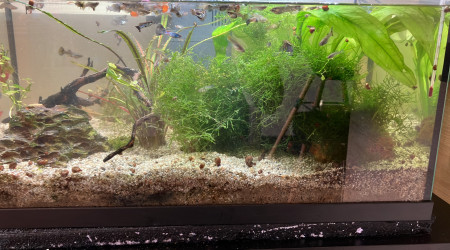 aquarium Aquarium amazonien eau chaude