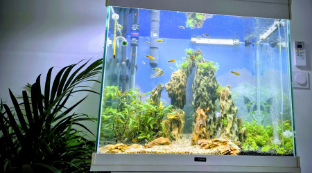 aquarium Le dragon col