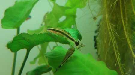 Otocinclus