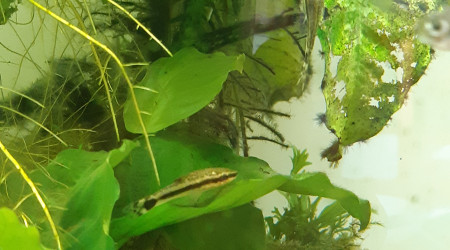 Otocinclus