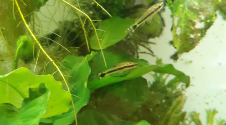 Otocinclus