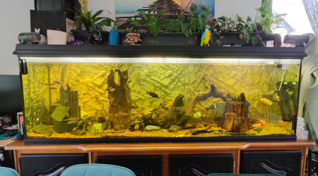 aquarium 700l