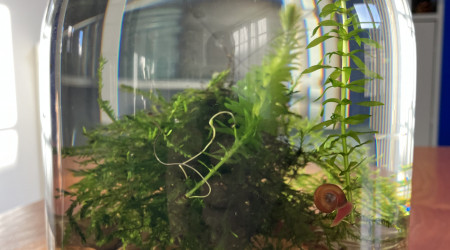 aquarium Jarrarium