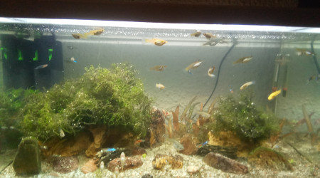 aquarium 60l