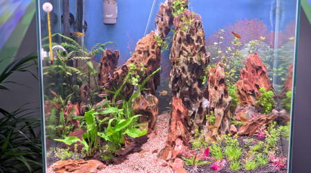 aquarium Le dragon col