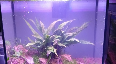 aquarium Pierre du Dragon