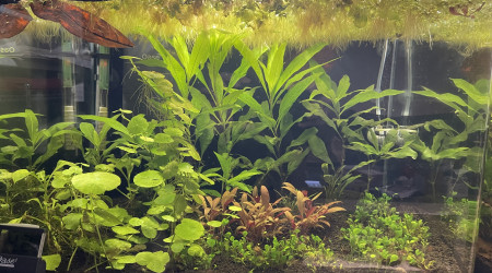 aquarium Trichogaster chuna