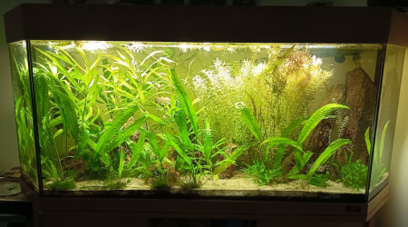 aquarium 250 L