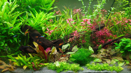 aquarium Eheim Proxima 250