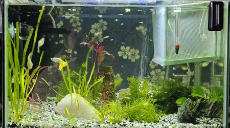 aquarium Guppy cory et rili orange