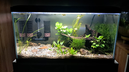 aquarium Ciao 60l neocaridina blue velvet