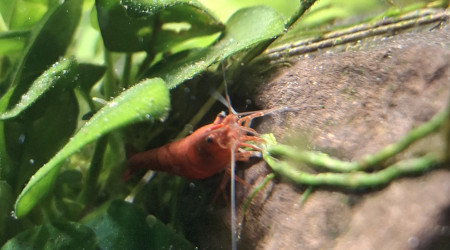 C'est concombre party ce soir !