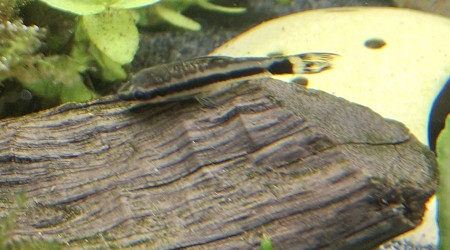 C'est concombre party ce soir !