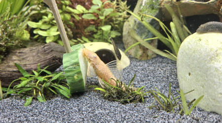 C'est concombre party ce soir !