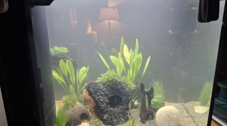 aquarium Amazonien 125 Litres