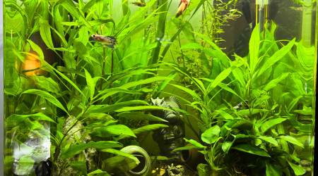 aquarium Nanocube AMTRA 60 Sororité