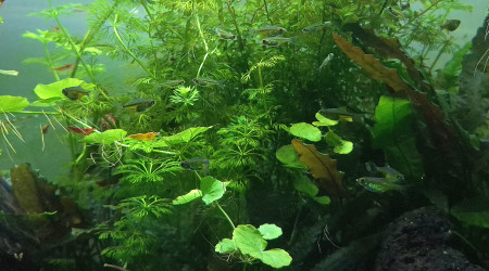 Pas de cailloux mais des poissons