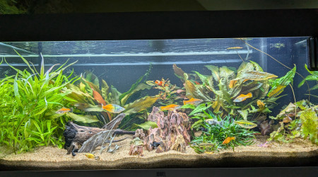 aquarium JUWEL RIO180 ENTREE